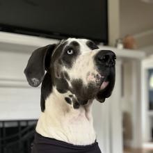 Profile picture for user noah